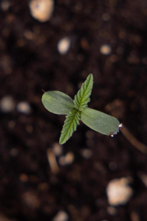 Power Plant - Zamnesia & B&B. Week 0 - Power Plant - G - Day 2