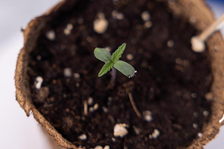 Power Plant - Zamnesia & B&B. Week 0 - Power Plant - G - Day 2