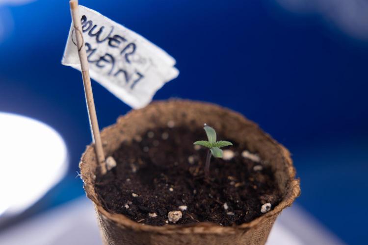 Power Plant - Zamnesia & B&B. Week 0 - Power Plant - G - Day 2