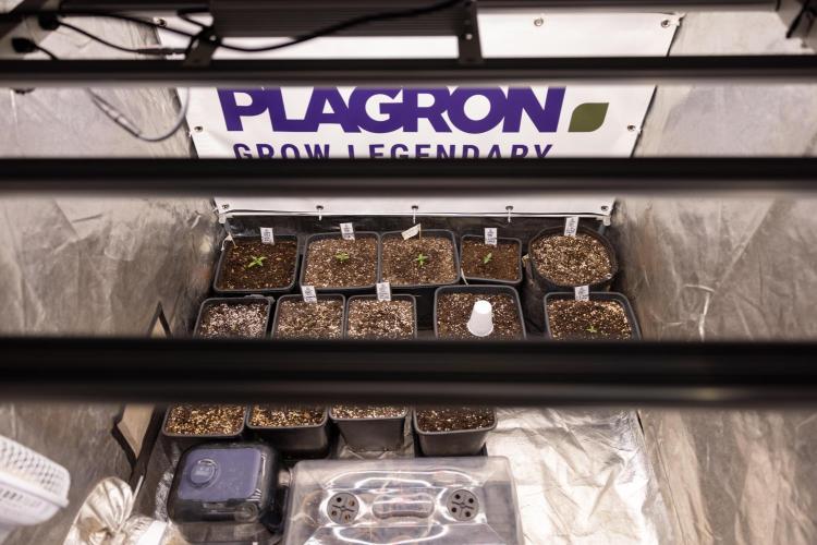 Power Plant - Zamnesia & B&B. Week 0 - All Zamnesia x Plagron Crew