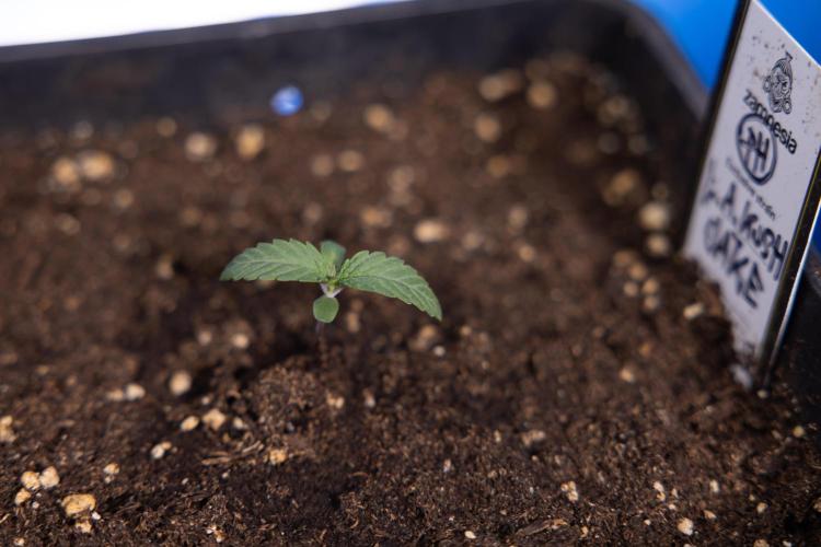 L.A. KUSH Cake 1 - Zamnesia x B&B. Week 0 - LA KushCake 1 - G - Day 3
