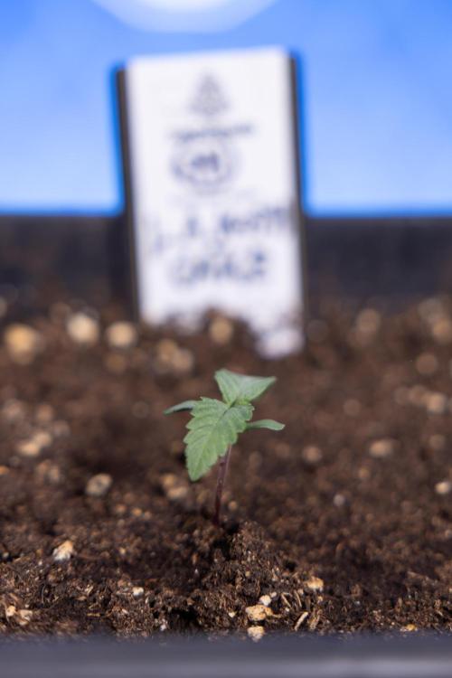 L.A. KUSH Cake 1 - Zamnesia x B&B. Week 0 - LA KushCake 1 - G - Day 3