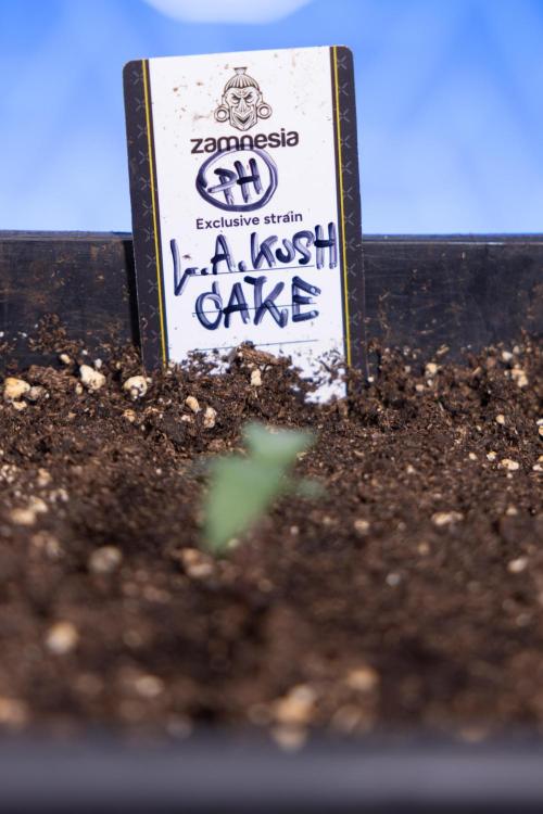 L.A. KUSH Cake 1 - Zamnesia x B&B. Week 0 - LA KushCake 1 - G - Day 3