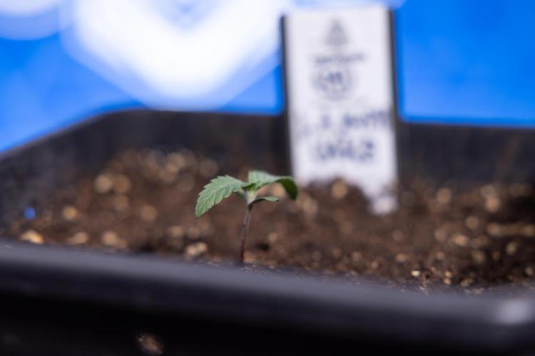 L.A. KUSH Cake 1 - Zamnesia x B&B. Week 0 - LA KushCake 1 - G - Day 3