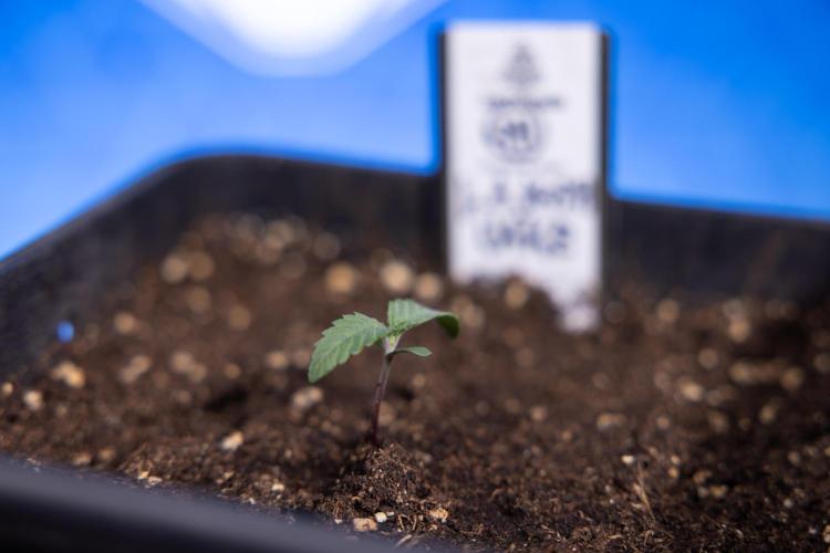 L.A. KUSH Cake 1 - Zamnesia x B&B. Week 0 - LA KushCake 1 - G - Day 3