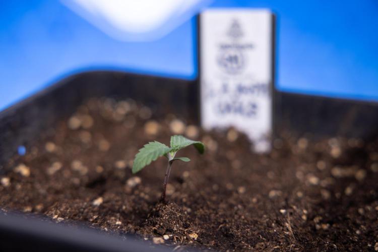 L.A. KUSH Cake 1 - Zamnesia x B&B. Week 0 - LA KushCake 1 - G - Day 3