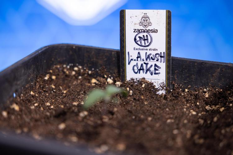 L.A. KUSH Cake 1 - Zamnesia x B&B. Week 0 - LA KushCake 1 - G - Day 3