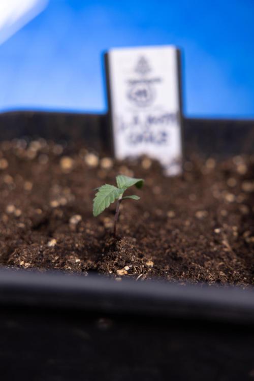 L.A. KUSH Cake 1 - Zamnesia x B&B. Week 0 - LA KushCake 1 - G - Day 3