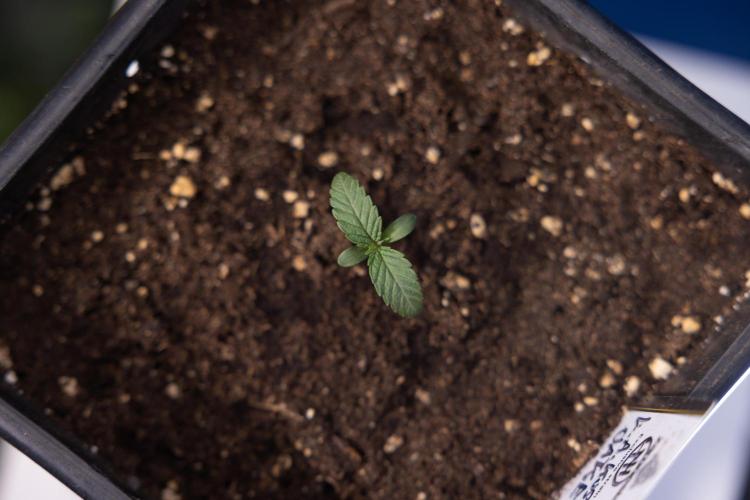 L.A. KUSH Cake 1 - Zamnesia x B&B. Week 0 - LA KushCake 1 - G - Day 3