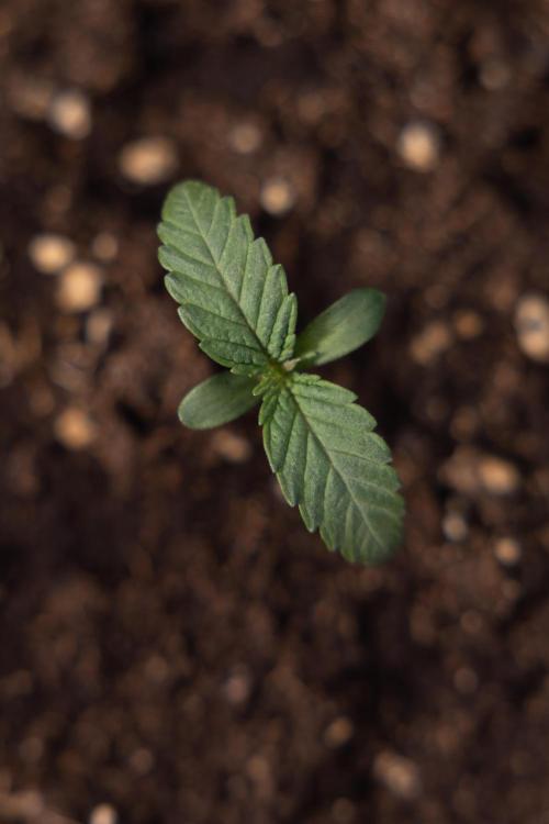 L.A. KUSH Cake 1 - Zamnesia x B&B. Week 0 - LA KushCake 1 - G - Day 3