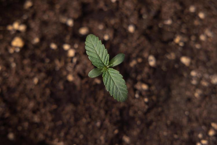 L.A. KUSH Cake 1 - Zamnesia x B&B. Week 0 - LA KushCake 1 - G - Day 3