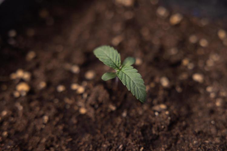 L.A. KUSH Cake 1 - Zamnesia x B&B. Week 0 - LA KushCake 1 - G - Day 3