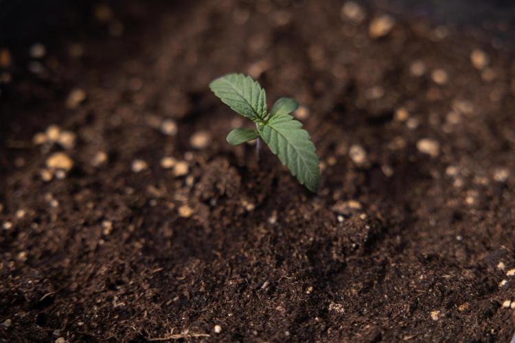 L.A. KUSH Cake 1 - Zamnesia x B&B. Week 0 - LA KushCake 1 - G - Day 3