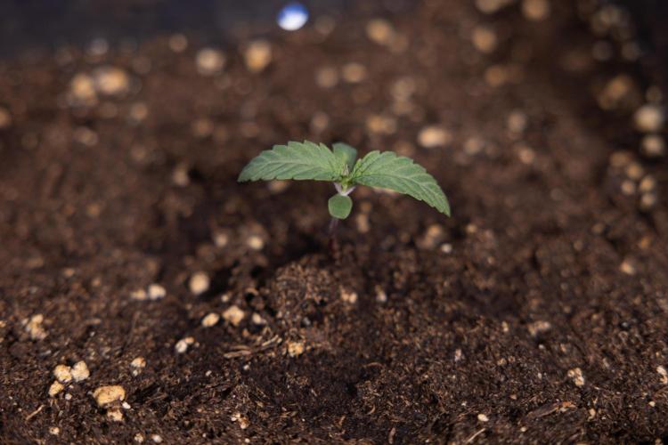 L.A. KUSH Cake 1 - Zamnesia x B&B. Week 0 - LA KushCake 1 - G - Day 3