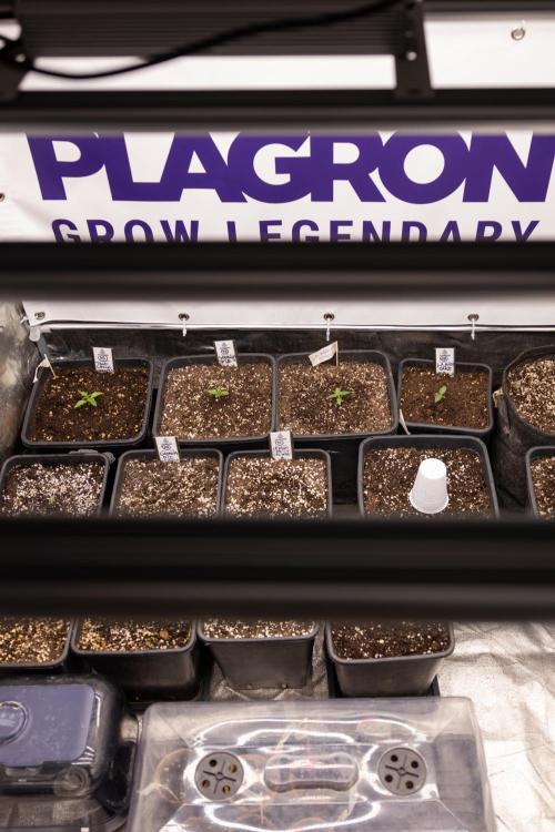 L.A. KUSH Cake 1 - Zamnesia x B&B. Week 0 - All Zamnesia x Plagron Crew