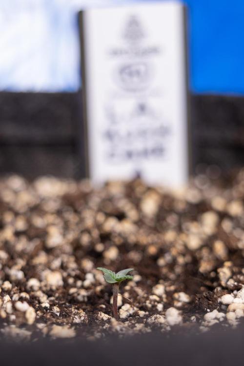 L.A. KUSH Cake 2 - Zamnesia x B&B. Week 0 - LA KUSH Cake  - G - Day 1