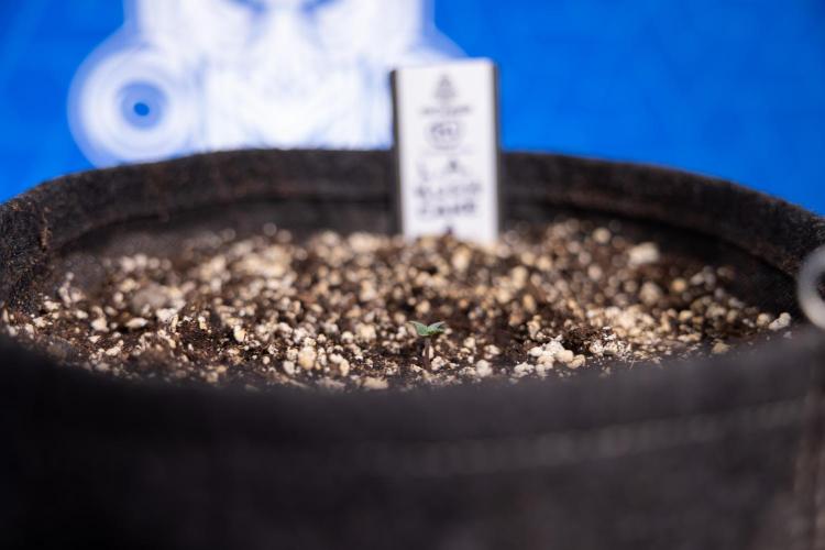 L.A. KUSH Cake 2 - Zamnesia x B&B. Week 0 - LA KUSH Cake  - G - Day 1