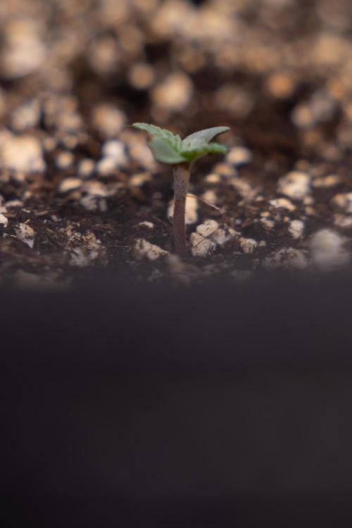 L.A. KUSH Cake 2 - Zamnesia x B&B. Week 0 - LA KUSH Cake  - G - Day 1