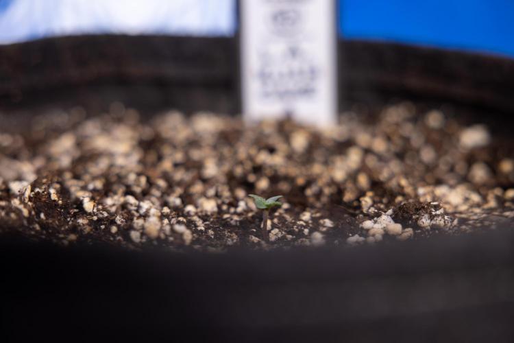 L.A. KUSH Cake 2 - Zamnesia x B&B. Week 0 - LA KUSH Cake  - G - Day 1