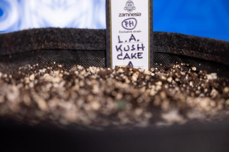 L.A. KUSH Cake 2 - Zamnesia x B&B. Week 0 - LA KUSH Cake  - G - Day 1