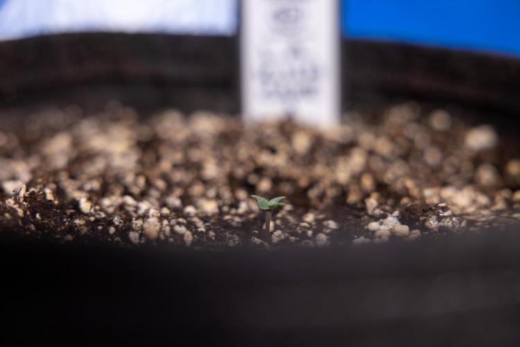 L.A. KUSH Cake 2 - Zamnesia x B&B. Week 0 - LA KUSH Cake  - G - Day 1