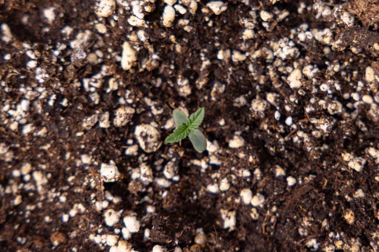 L.A. KUSH Cake 2 - Zamnesia x B&B. Week 0 - LA KUSH Cake  - G - Day 1