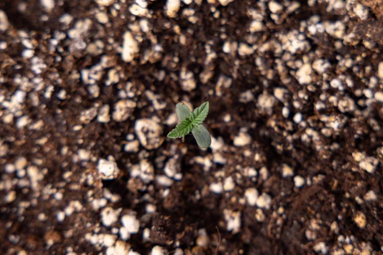 L.A. KUSH Cake 2 - Zamnesia x B&B. Week 0 - LA KUSH Cake  - G - Day 1
