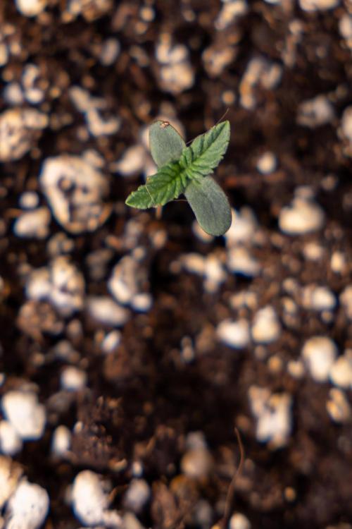 L.A. KUSH Cake 2 - Zamnesia x B&B. Week 0 - LA KUSH Cake  - G - Day 1
