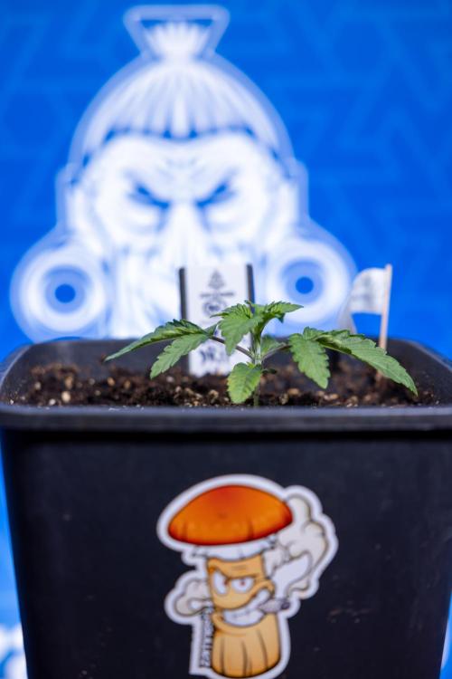 Nectar Drip x5 - Zamnesia X Tical. Week 1 - Nectar Drip 1 - day 10 - Veg