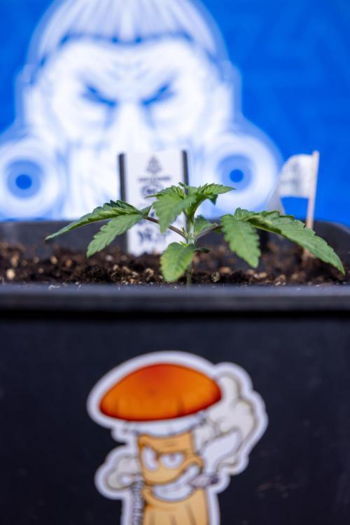 Nectar Drip x5 - Zamnesia X Tical. Week 1 - Nectar Drip 1 - day 10 - Veg