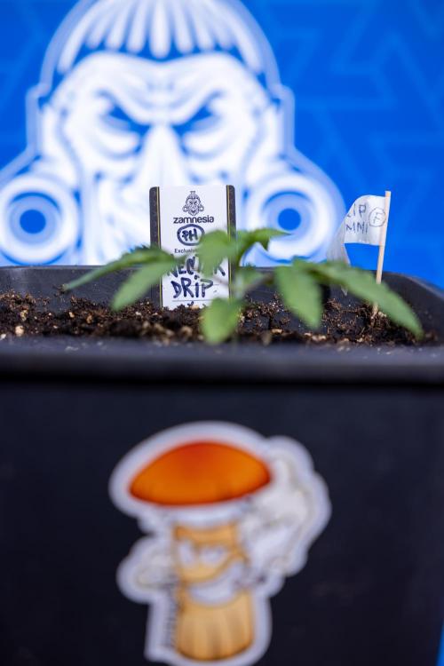 Nectar Drip x5 - Zamnesia X Tical. Week 1 - Nectar Drip 1 - day 10 - Veg