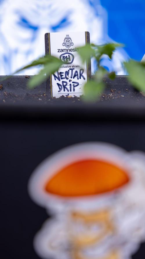 Nectar Drip x5 - Zamnesia X Tical. Week 1 - Nectar Drip 1 - day 10 - Veg