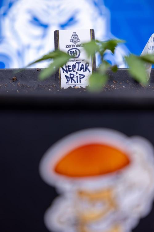 Nectar Drip x5 - Zamnesia X Tical. Week 1 - Nectar Drip 1 - day 10 - Veg