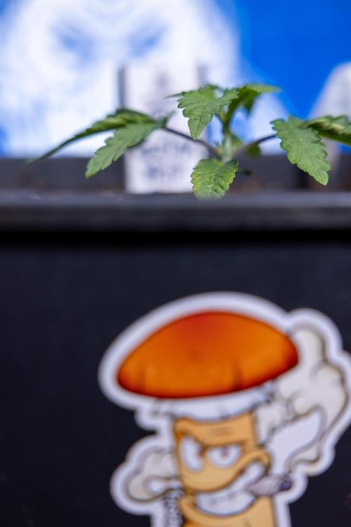 Nectar Drip x5 - Zamnesia X Tical. Week 1 - Nectar Drip 1 - day 10 - Veg