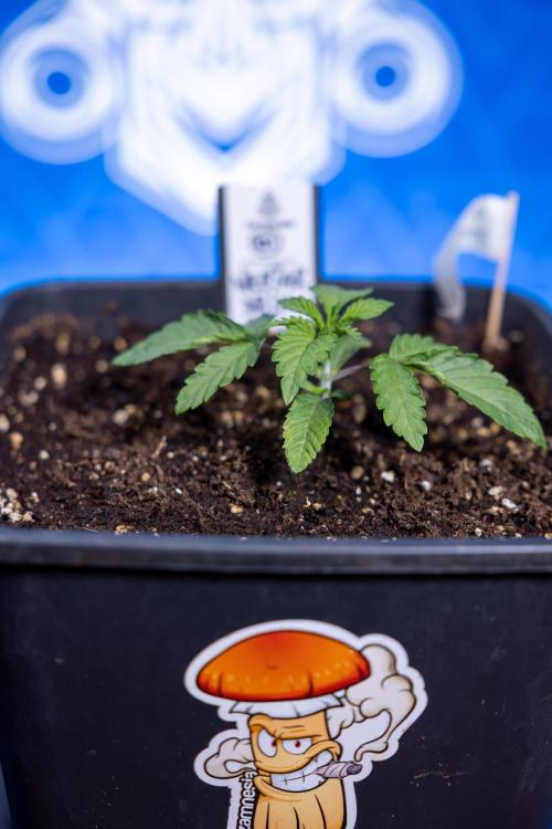 Nectar Drip x5 - Zamnesia X Tical. Week 1 - Nectar Drip 1 - day 10 - Veg