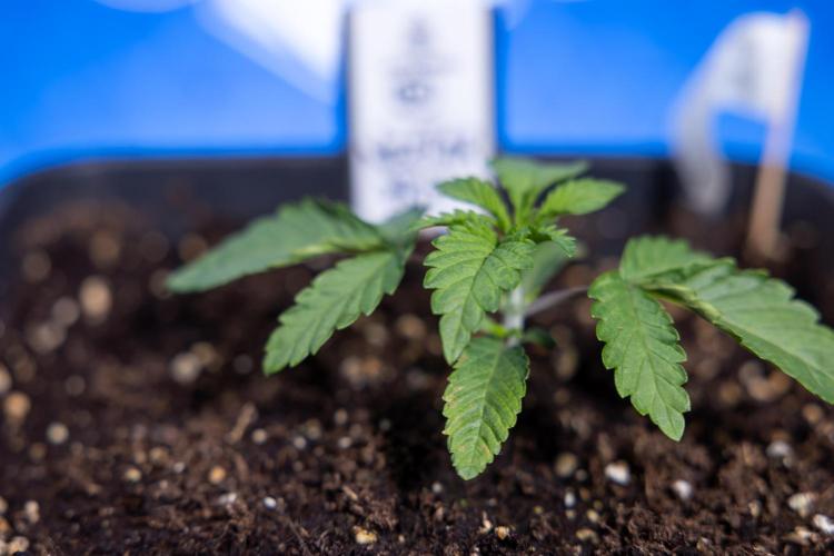 Nectar Drip x5 - Zamnesia X Tical. Week 1 - Nectar Drip 1 - day 10 - Veg