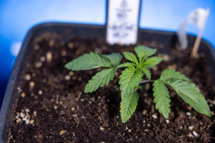 Nectar Drip x5 - Zamnesia X Tical. Week 1 - Nectar Drip 1 - day 10 - Veg