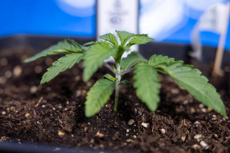 Nectar Drip x5 - Zamnesia X Tical. Week 1 - Nectar Drip 1 - day 10 - Veg