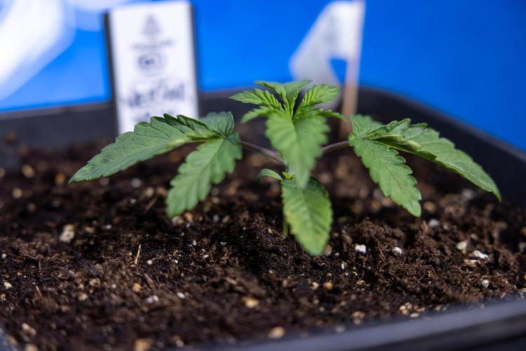 Nectar Drip x5 - Zamnesia X Tical. Week 1 - Nectar Drip 1 - day 10 - Veg