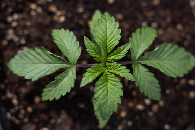 Nectar Drip x5 - Zamnesia X Tical. Week 1 - Nectar Drip 1 - day 10 - Veg