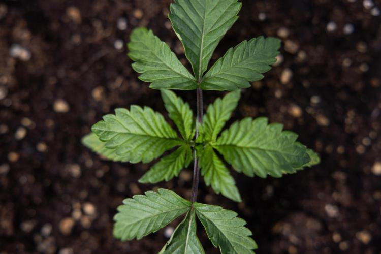 Nectar Drip x5 - Zamnesia X Tical. Week 1 - Nectar Drip 1 - day 10 - Veg