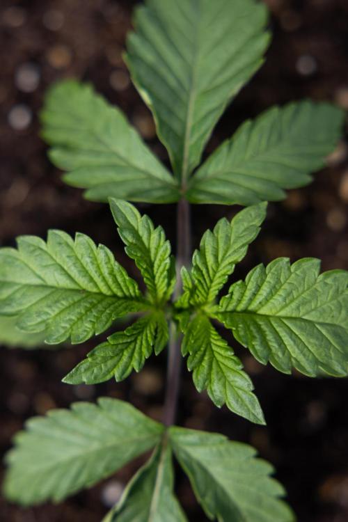 Nectar Drip x5 - Zamnesia X Tical. Week 1 - Nectar Drip 1 - day 10 - Veg