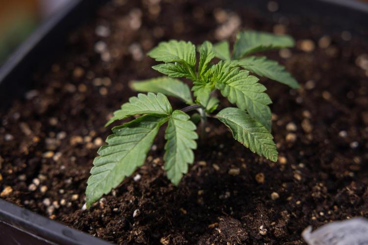 Nectar Drip x5 - Zamnesia X Tical. Week 1 - Nectar Drip 1 - day 10 - Veg