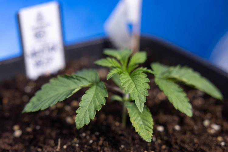 Nectar Drip x5 - Zamnesia X Tical. Week 1 - Nectar Drip 1 - day 10 - Veg