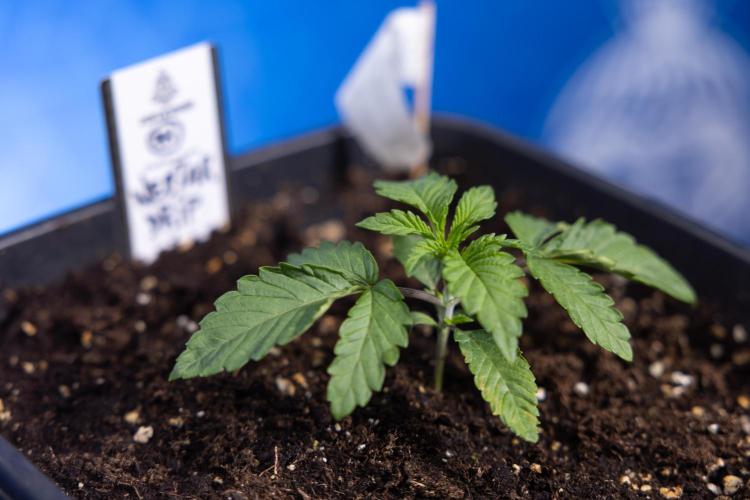 Nectar Drip x5 - Zamnesia X Tical. Week 1 - Nectar Drip 1 - day 10 - Veg