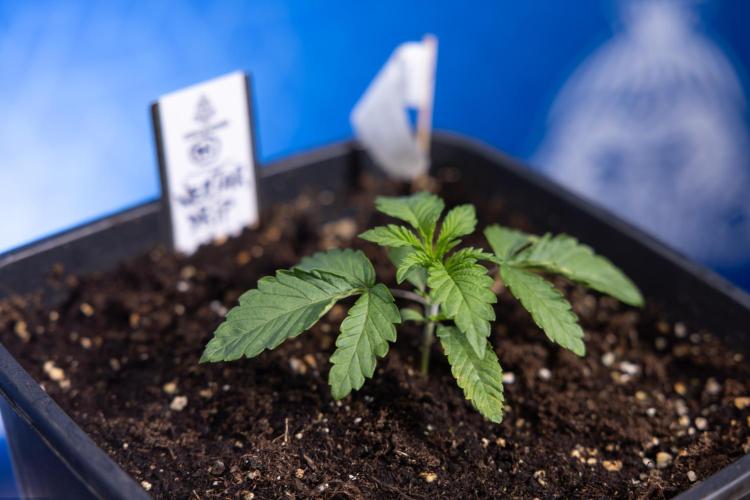 Nectar Drip x5 - Zamnesia X Tical. Week 1 - Nectar Drip 1 - day 10 - Veg