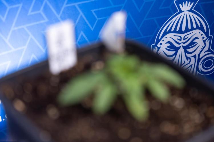 Nectar Drip x5 - Zamnesia X Tical. Week 1 - Nectar Drip 1 - day 10 - Veg