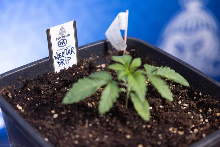 Nectar Drip x5 - Zamnesia X Tical. Week 1