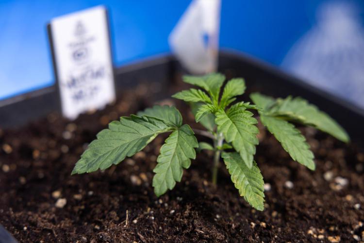 Nectar Drip x5 - Zamnesia X Tical. Week 1 - Nectar Drip 1 - day 10 - Veg