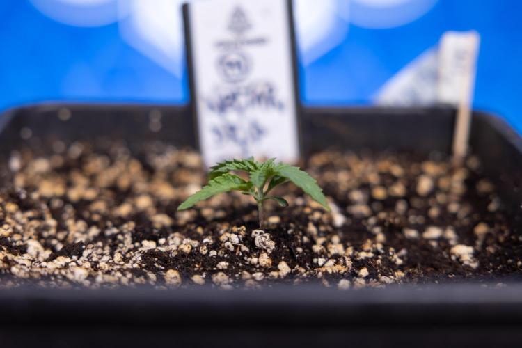 Nectar Drip x5 - Zamnesia X Tical. Week 1